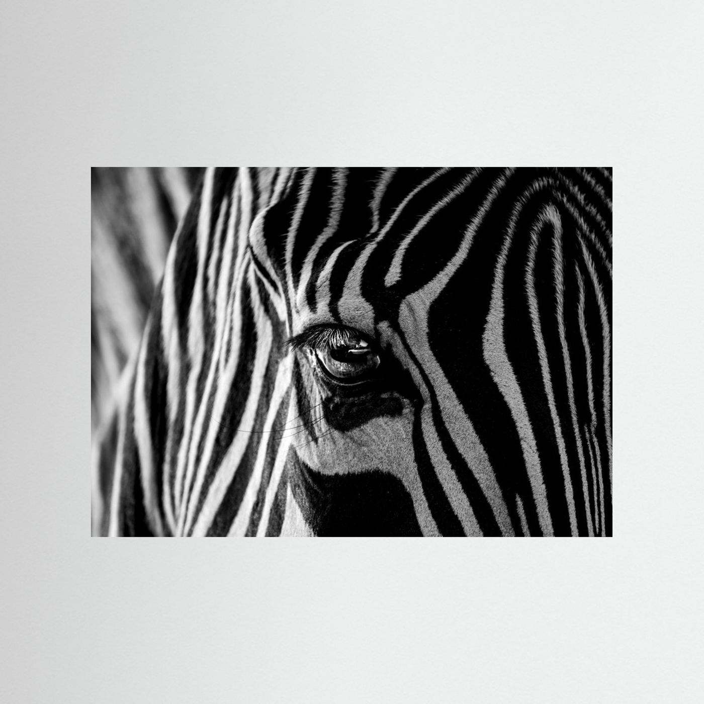 Abstract Zebra by Roy Darnell
